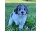 Poodle (Toy) Puppy for sale in Saint Louis, MO, USA