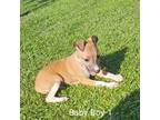 Italian Greyhound Puppy for sale in Gulf Breeze, FL, USA