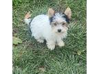 Yorkshire Terrier Puppy for sale in Galt, CA, USA