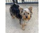 Yorkshire Terrier Puppy for sale in Galt, CA, USA