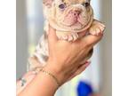 French Bulldog Puppy for sale in North Bay Village, FL, USA