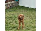 Bloodhound Puppy for sale in East Providence, RI, USA