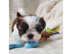 Shih Tzu Puppy for sale in Benton, KY, USA