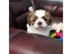 Shih Tzu Puppy for sale in Benton, KY, USA