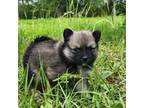 Pomeranian Puppy for sale in Shallotte, NC, USA