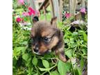 Pomeranian Puppy for sale in Shallotte, NC, USA