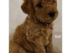 Miniature Labradoodle Puppy for sale in Bethel, ME, USA