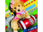 Maltipoo Puppy for sale in Houston, TX, USA