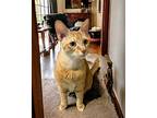 Toby Domestic Shorthair Male