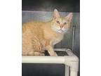 6247 (Oliver) Domestic Shorthair Adult Male