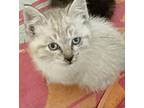 Simon Domestic Shorthair Kitten Male