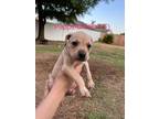 Adopt Pepperonchinista a Mixed Breed, Black Mouth Cur