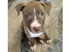 Adopt Espresso a Mixed Breed, American Staffordshire Terrier