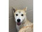 Adopt Minx a Husky