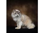 Adopt Muffin a Siamese, Domestic Long Hair