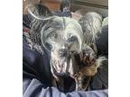 Griffin (New England) Chinese Crested Adult Male