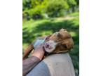 Adopt Sunbury #145 Mandy a Pit Bull Terrier