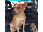 Adopt Clementine a Cattle Dog