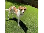 Adopt Pepper a Brittany Spaniel, Mixed Breed