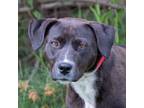 Adopt Dove a Mixed Breed