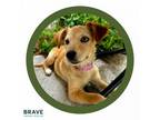 Adopt Bloom a Mixed Breed