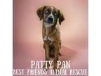 Adopt Patty Pan a Husky, Australian Cattle Dog / Blue Heeler