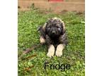 Adopt Fridge #8762 a Poodle