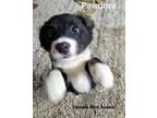 Adopt Pawdora a Australian Shepherd