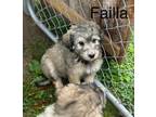 Adopt Failla #8765 a Poodle
