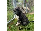 Adopt Levine #1705 a Poodle