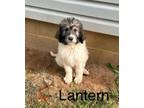 Adopt Lantern #1718 a Poodle