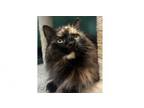 Adopt Lady Coco a Domestic Long Hair, Norwegian Forest Cat