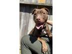 Adopt Missy a Pit Bull Terrier, Mixed Breed