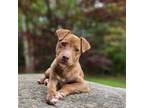 Adopt Simone a Terrier, Labrador Retriever