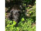 Adopt Loralei a Black Labrador Retriever, Hound