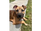 Adopt Suzie a Shepherd, Black Mouth Cur