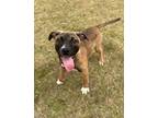 Adopt Clairise a Shepherd, Black Mouth Cur