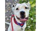 Adopt Lynn a Mixed Breed