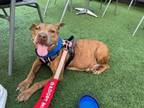 Adopt Cindy a Mixed Breed