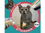 Adopt Dvanna a American Shorthair