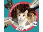 Adopt Eowyn a American Shorthair