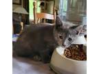 Adopt Toulouse a Domestic Short Hair