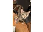 Adopt June (WC-733) a Domestic Short Hair