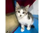Adopt Cicely a Domestic Short Hair