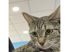 Adopt Macadamia a Domestic Short Hair