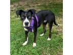 Adopt Chara a American Staffordshire Terrier, Pit Bull Terrier