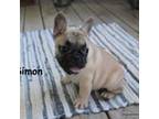 French Bulldog Puppy for sale in Maple Hill, KS, USA