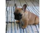 French Bulldog Puppy for sale in Maple Hill, KS, USA