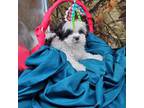 Havanese Puppy for sale in Vinemont, AL, USA