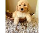 Goldendoodle Puppy for sale in Crossville, TN, USA